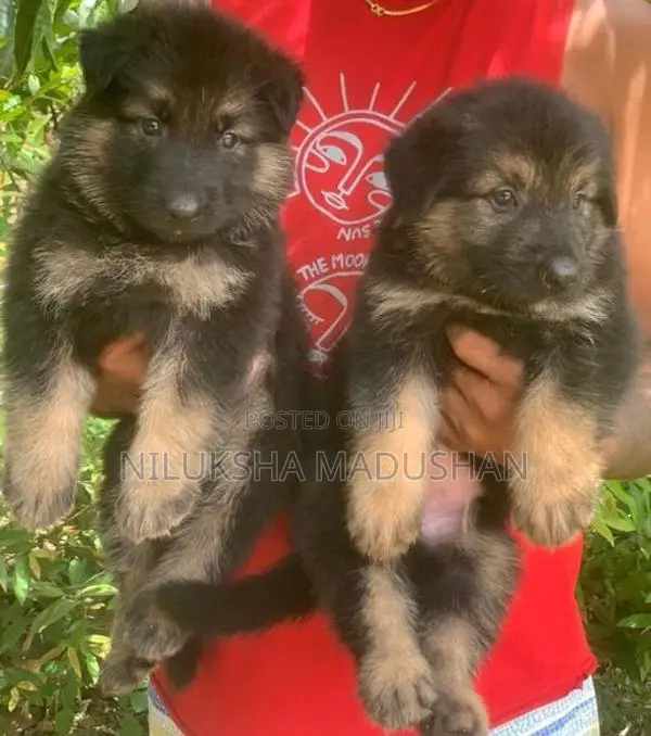 German Shepherd Puppy