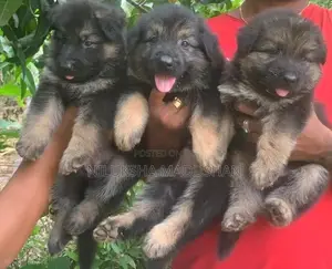 German Shepherd Puppy