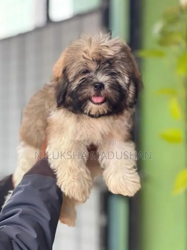 Shih Tzu Puppy