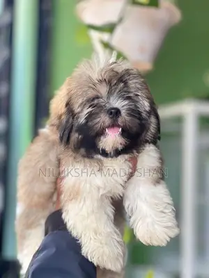 Shih Tzu Puppy