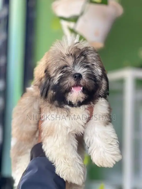 Shih Tzu Puppy