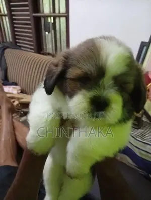 Zitzu Papees