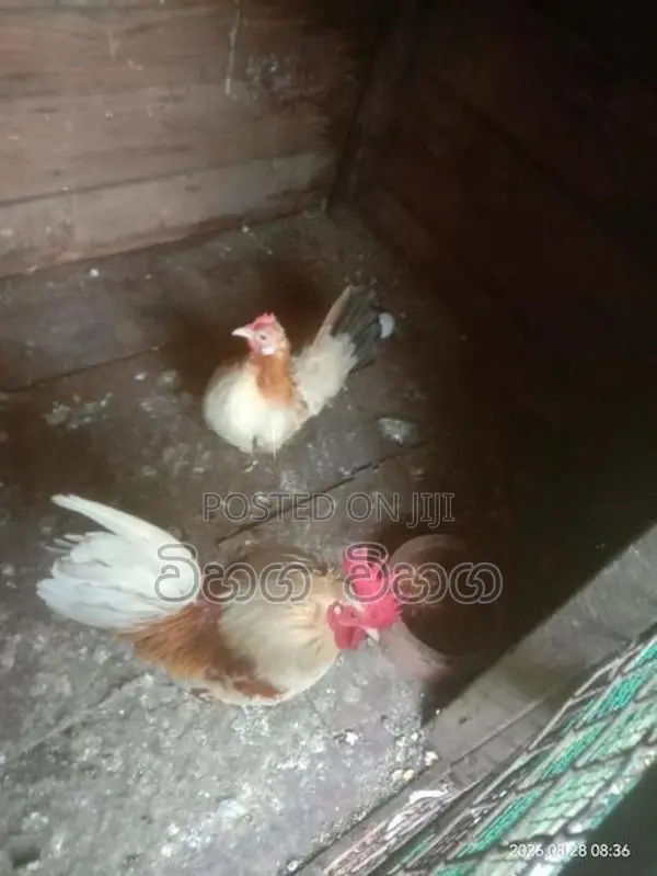 විකිනිමට