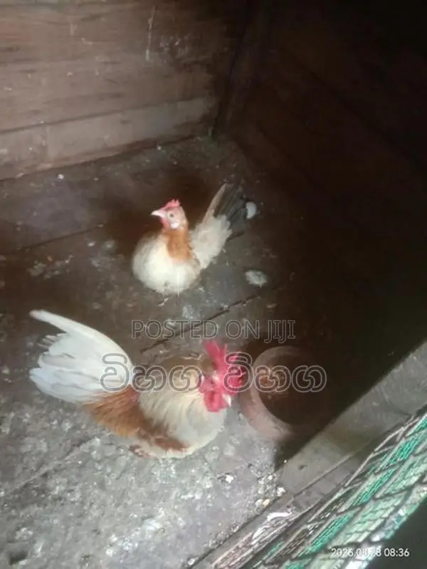 විකිනිමට