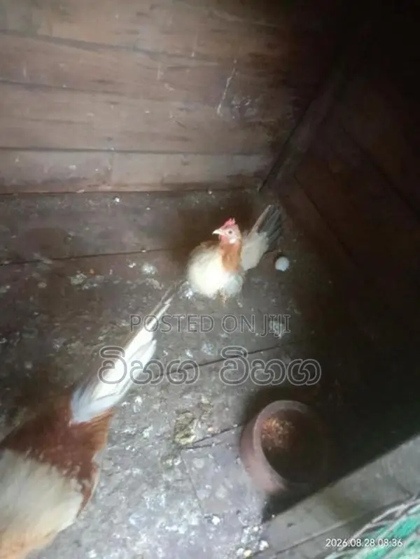 විකිනිමට