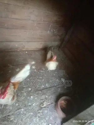 විකිනිමට