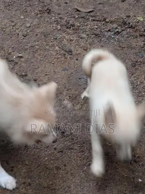 Pomeranian Puppies