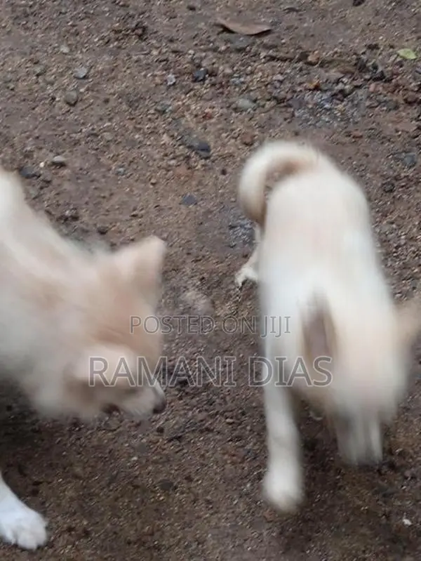 Pomeranian Puppies