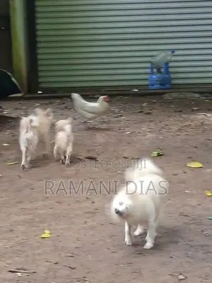 Pomeranian Puppies