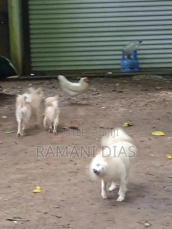 Pomeranian Puppies