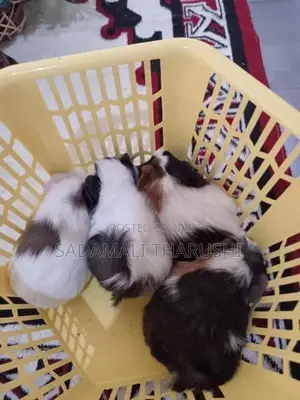 Ginipig Patawn Wikinimata