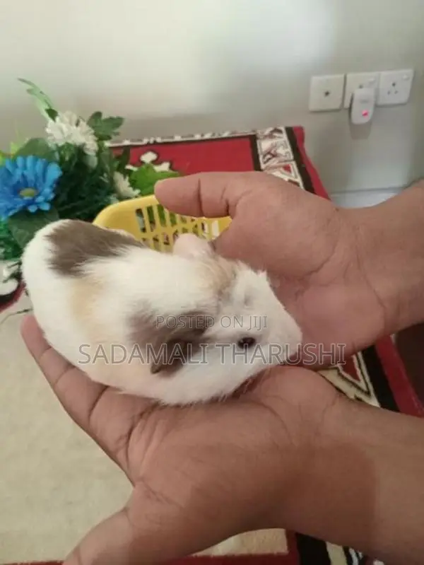 Ginipig Patawn Wikinimata