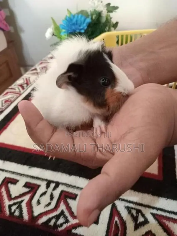 Ginipig Patawn Wikinimata