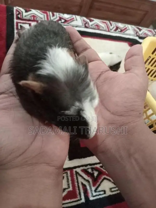 Ginipig Patawn Wikinimata