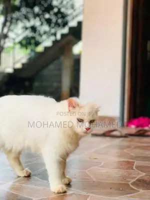 Persian Cat