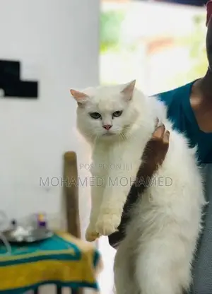Persian Cat
