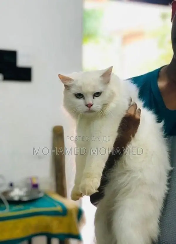 Persian Cat