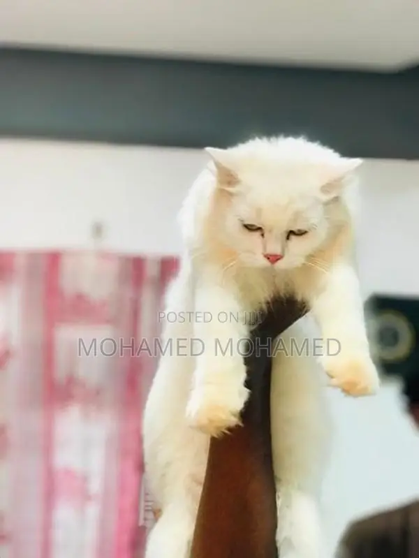 Persian Cat