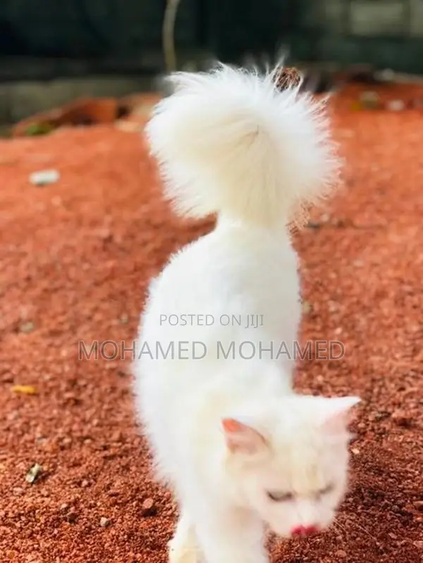 Persian Cat