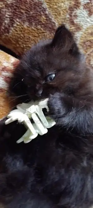 Persian Kittens