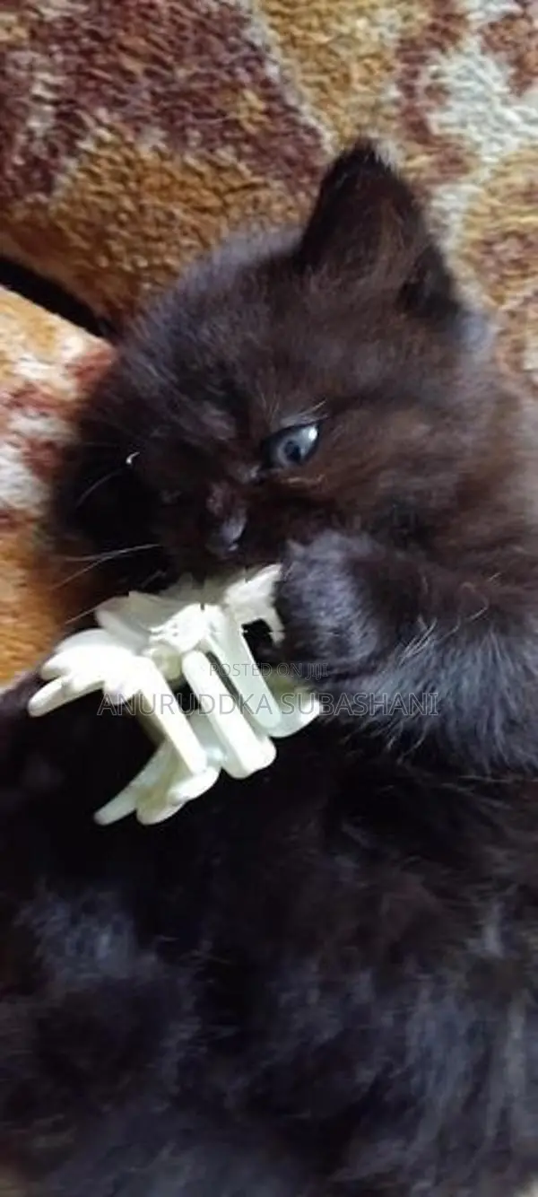 Persian Kittens