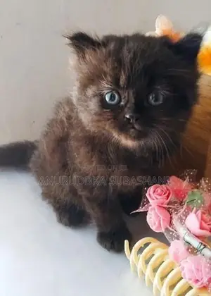 Persian Kittens
