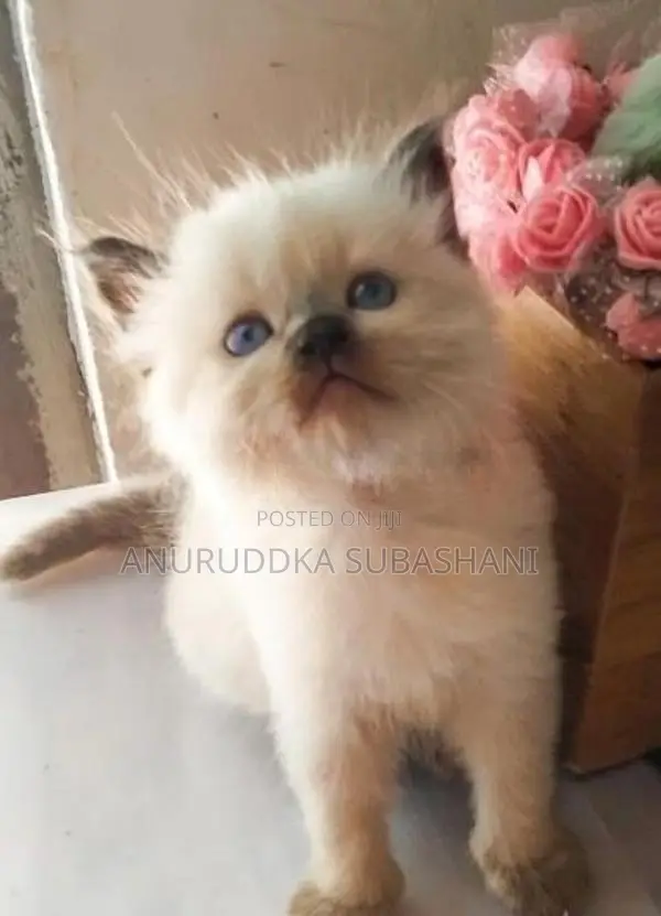 Persian Kittens