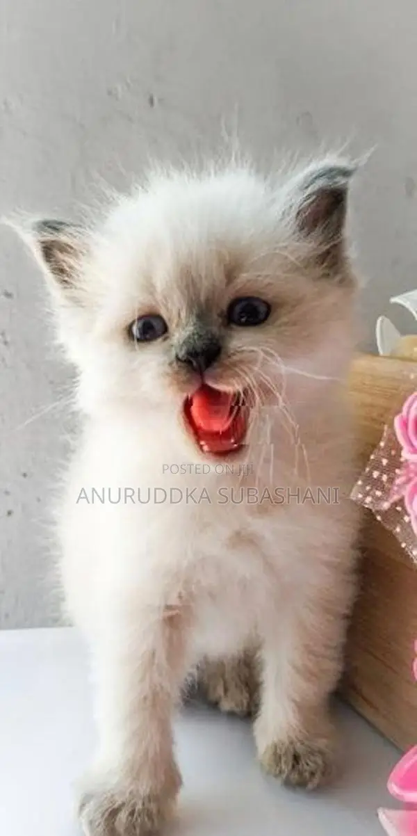 Persian Kittens