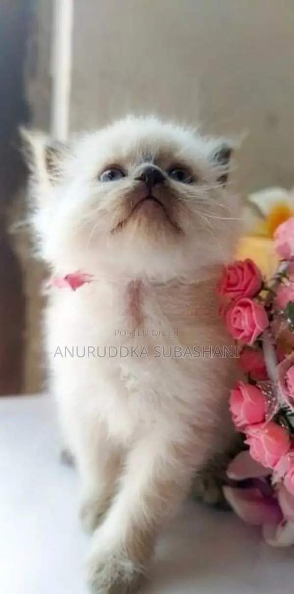 Persian Kittens
