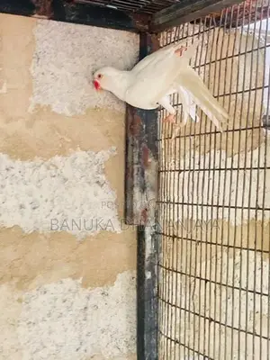 Ringneck