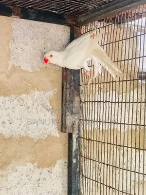 Ringneck