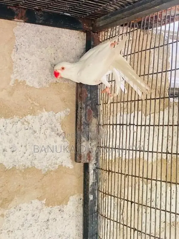 Ringneck