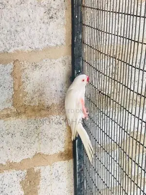Ringneck