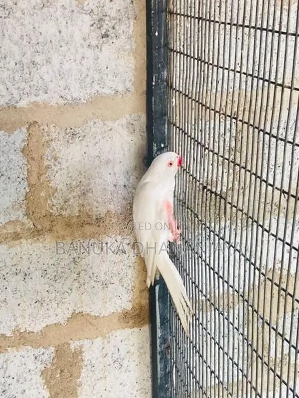 Ringneck