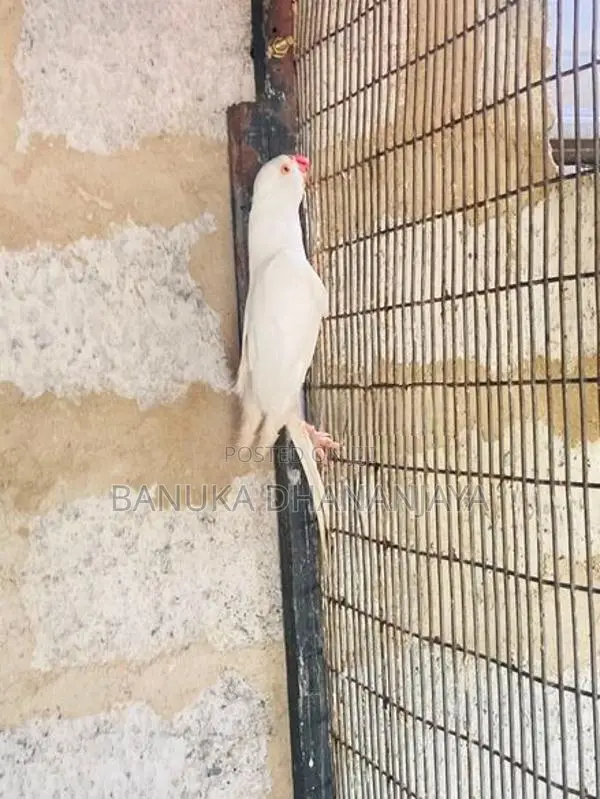 Ringneck