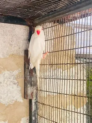 Ringneck