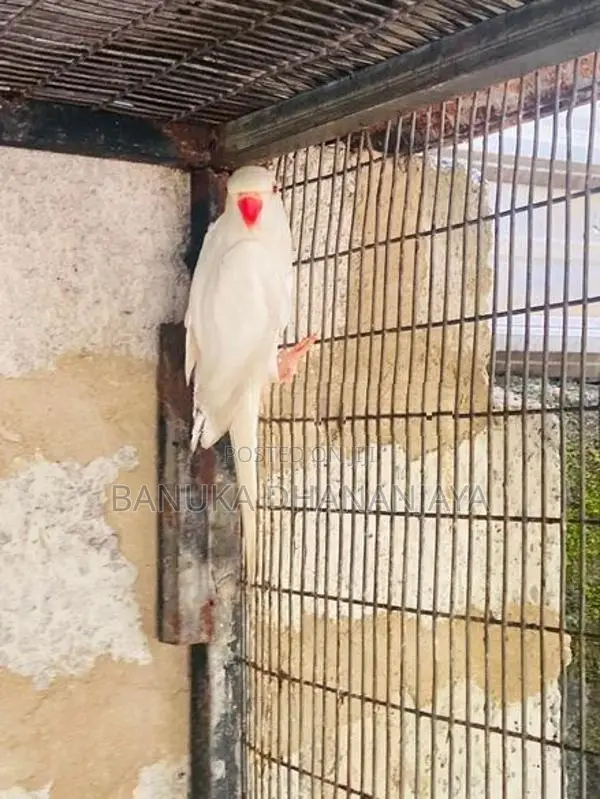 Ringneck