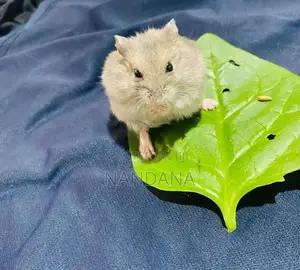 Hamster