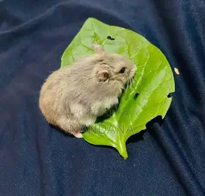 Hamster