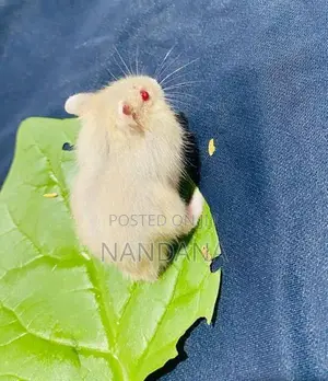 Hamster