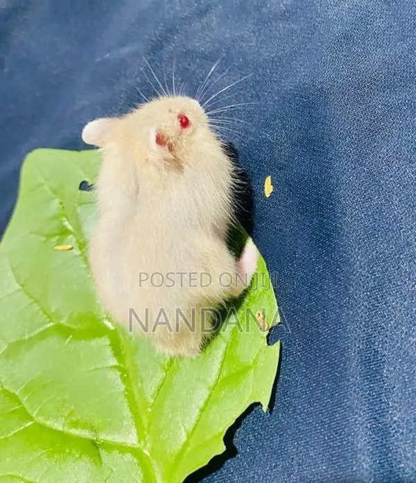 Hamster
