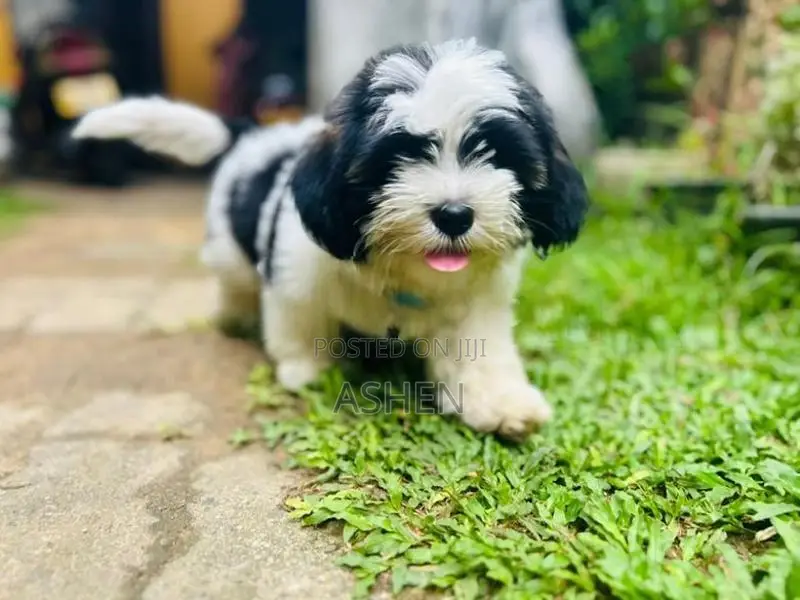 Shihtzu Puppy