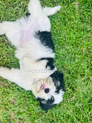 Shihtzu Puppy