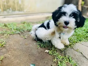 Shihtzu Puppy