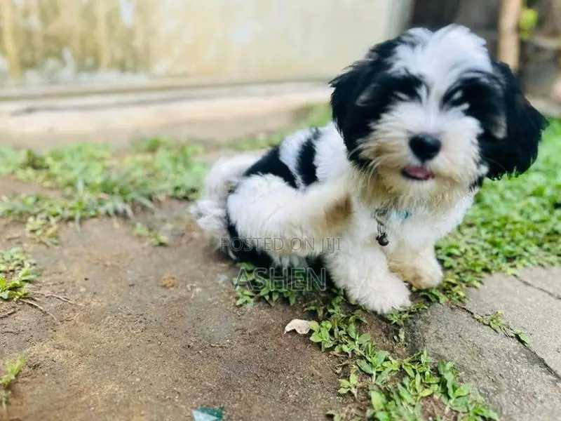 Shihtzu Puppy