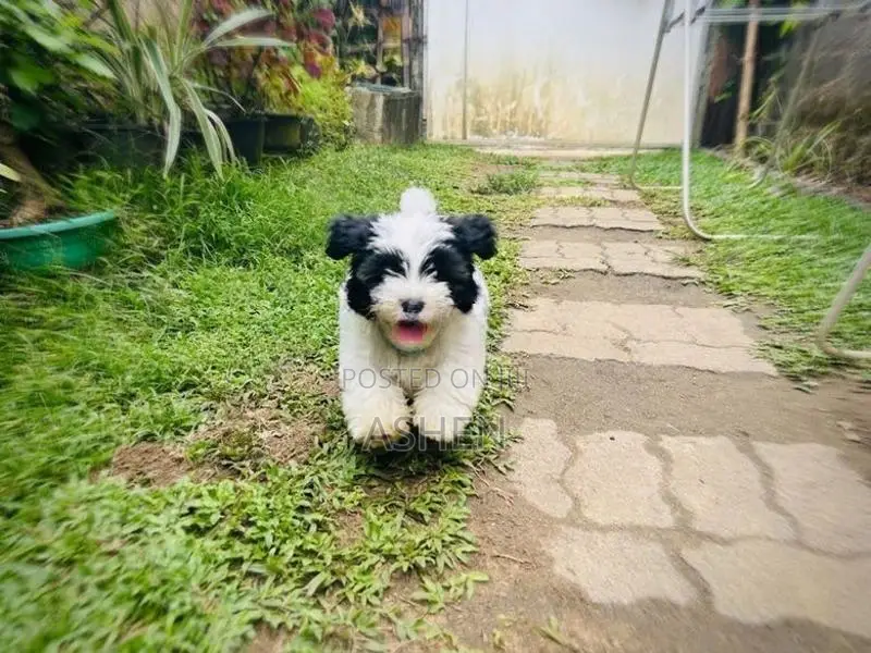 Shihtzu Puppy