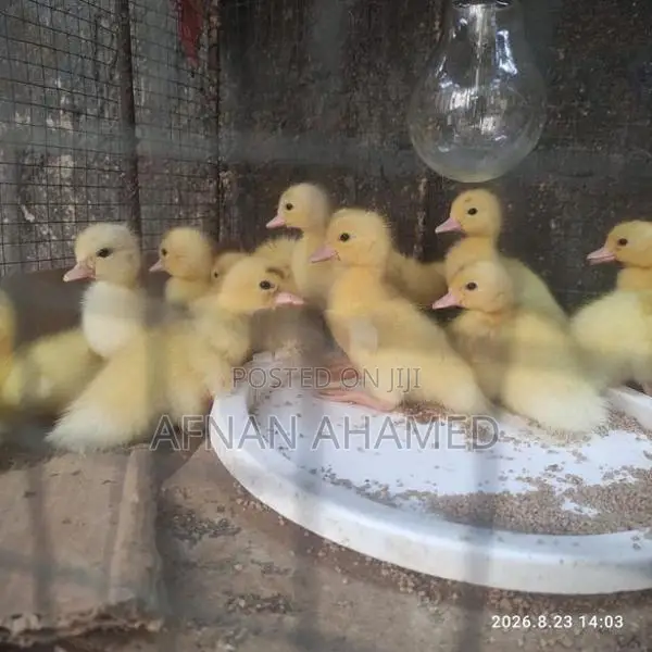 Baby Ducks