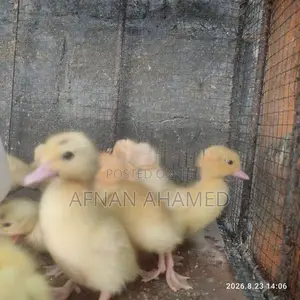 Baby Ducks