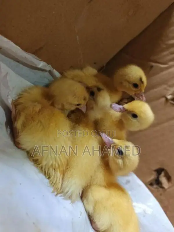 Baby Ducks