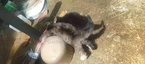 Persian